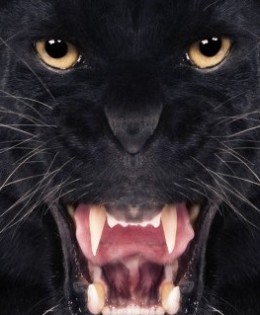 Be Her Gentleman AND Her Beast
