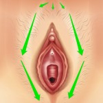 Vestibular Bulbs