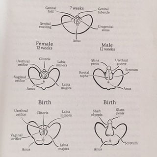 male female sexual organs
