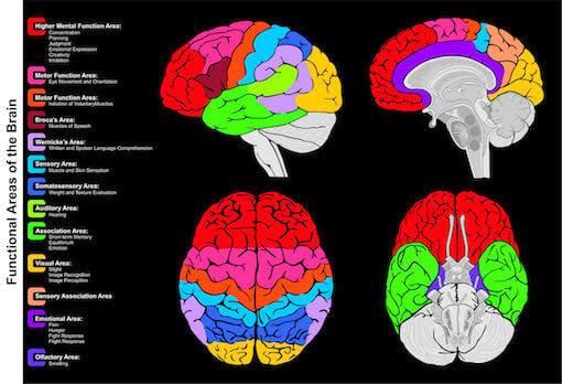 Functional Areas of the Brain