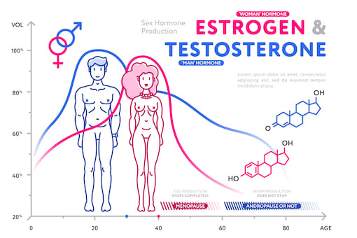 estrogen and testosterone