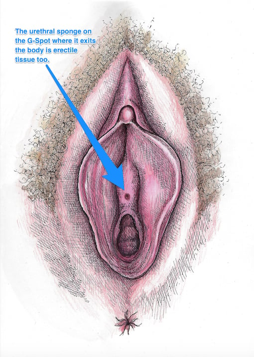 Vaginal Opening Map 2
