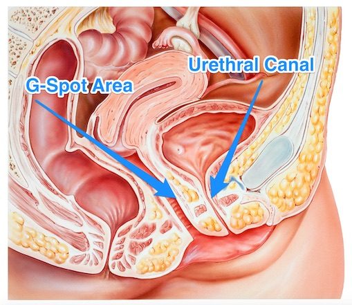 why can't I squirt: diagram of gspot