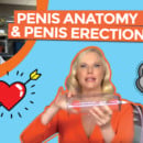 Penis Anatomy And Erection Video