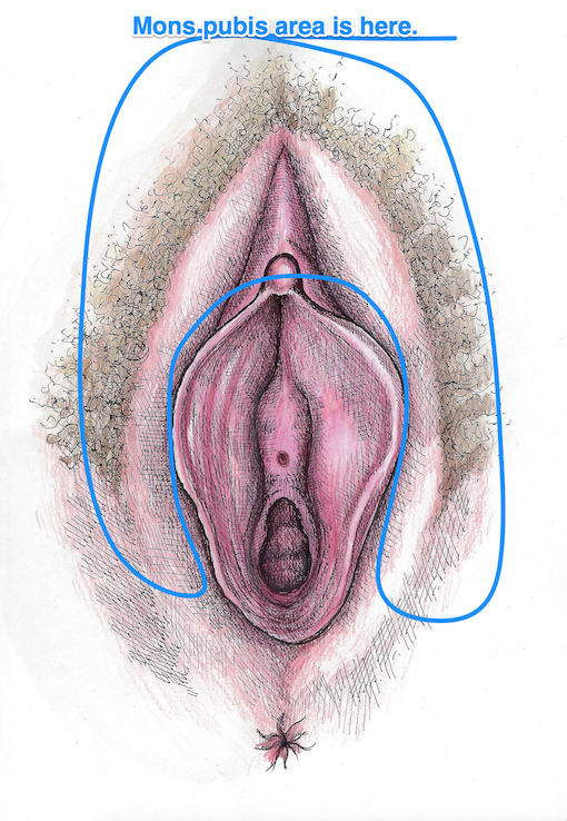 Labia Outer Layer