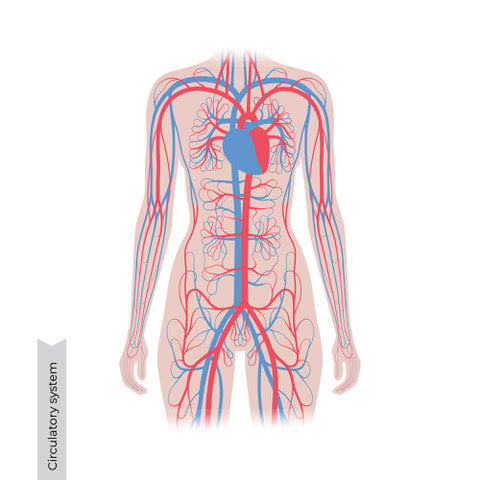 Circulatort System