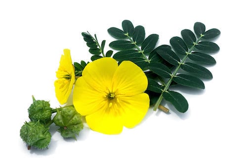 Tribulus