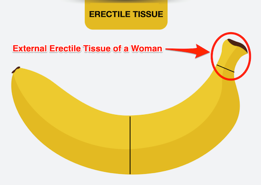 Erectile Tissue Female