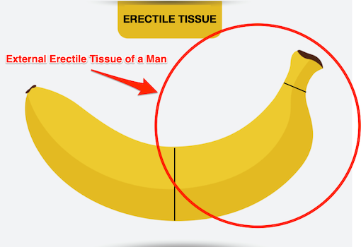 Erectile Tissue Male