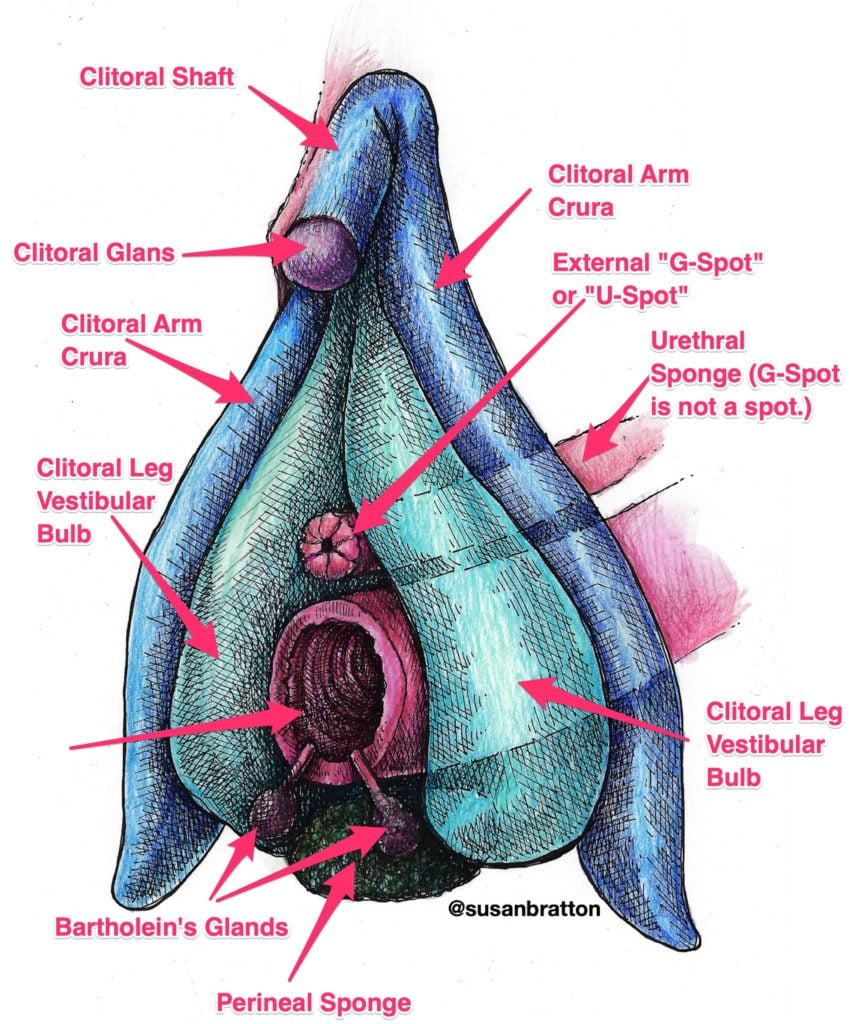 Erectile Tissue Vulva Internal Susan Bratton 1
