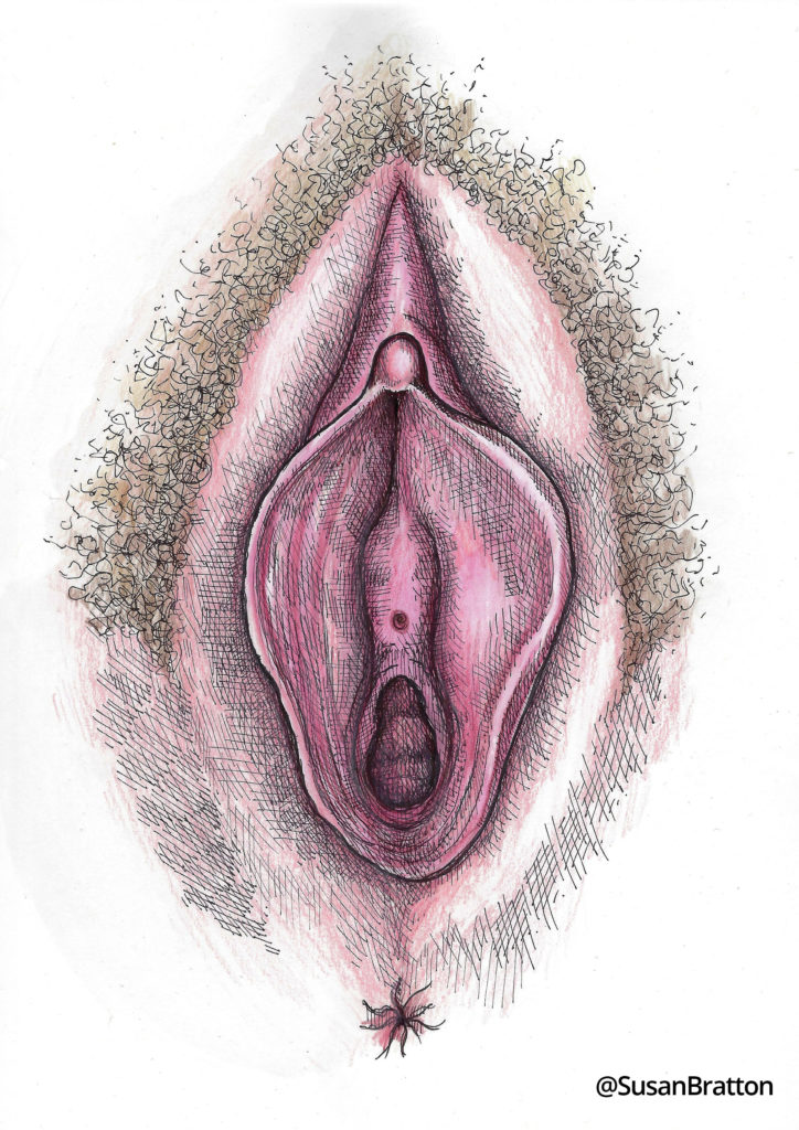 Vulva Colored susan bratton 1