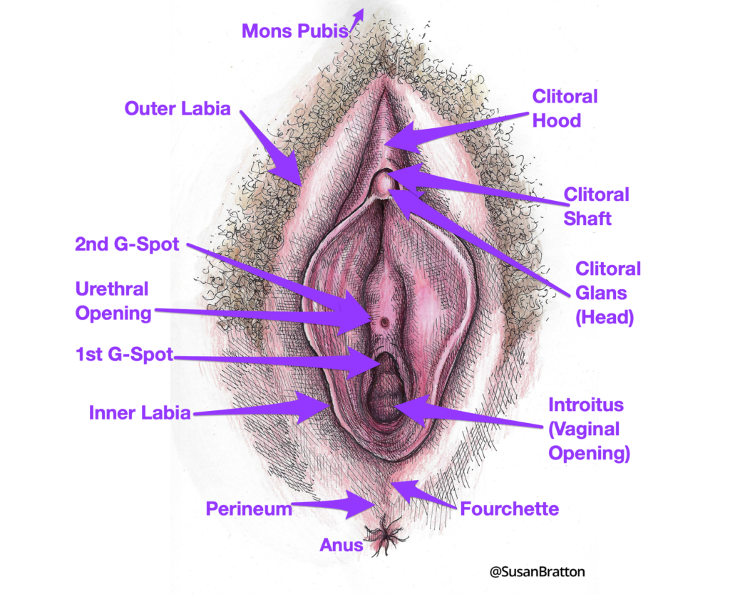 Vulva Parts