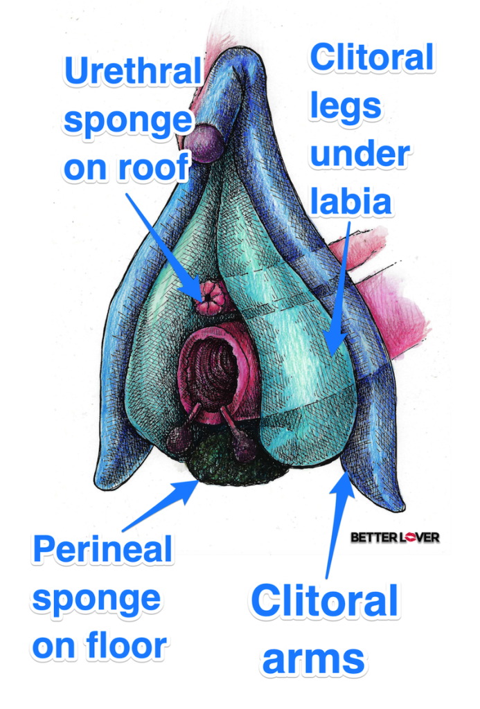 Vaginal Structure2
